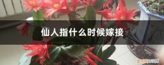 仙人指什么时候嫁接果树 仙人指什么时候嫁接