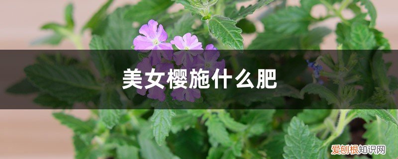 美女樱施肥可以施尿素吗 美女樱施什么肥