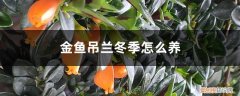 金鱼吊兰冬季怎么养好 金鱼吊兰冬季怎么养