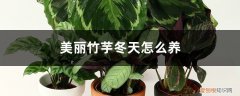 竹芋怎么过冬 美丽竹芋冬天怎么养