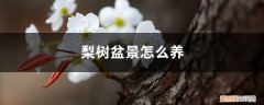 盆栽梨树养殖方法 梨树盆景怎么养