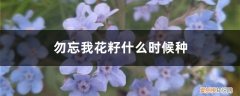 勿忘我花好种吗 勿忘我花籽什么时候种