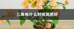 三角梅啥时候施肥好 三角梅什么时候施肥好