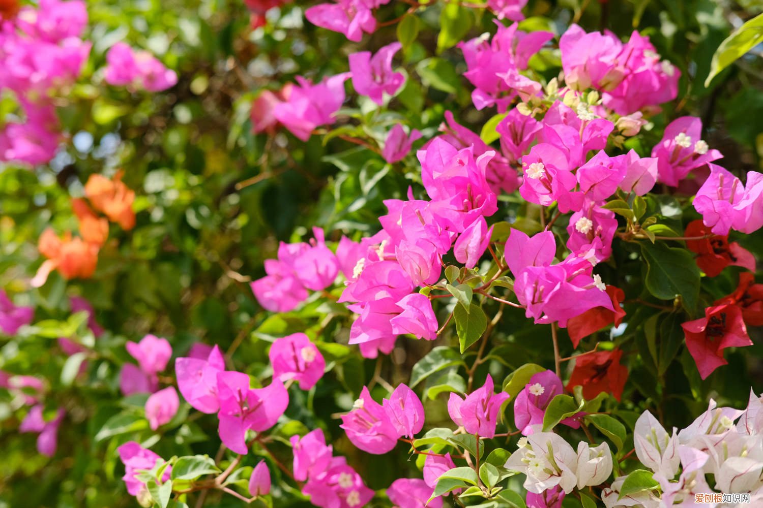 三角梅啥时候施肥好 三角梅什么时候施肥好