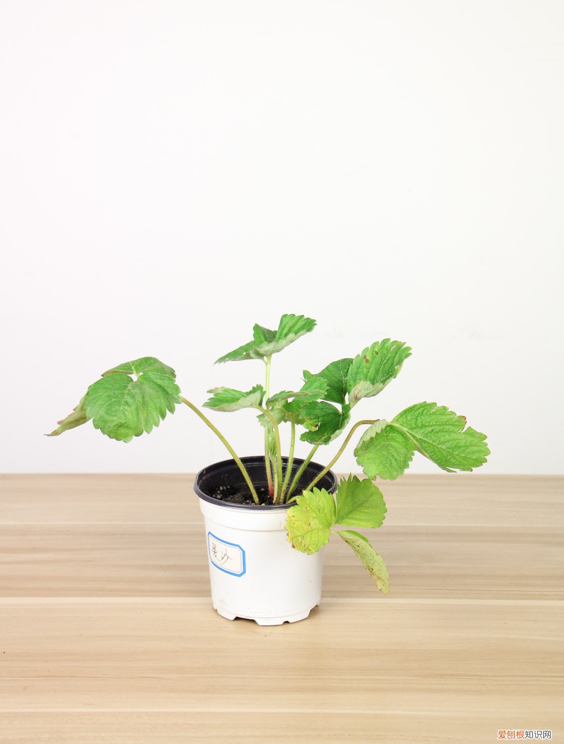 三角梅啥时候施肥好 三角梅什么时候施肥好