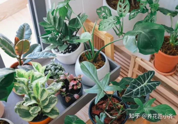 冬天浇花也要浇透吗?，冬天浇花管不住手，教你2个“笨办法”，让你养花不烂根