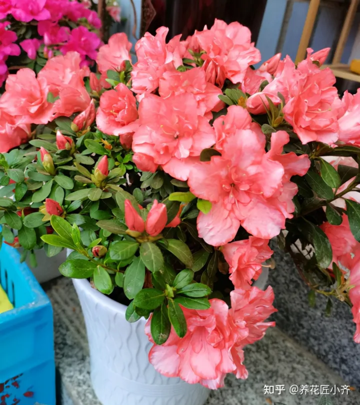 冬天浇花也要浇透吗?，冬天浇花管不住手，教你2个“笨办法”，让你养花不烂根