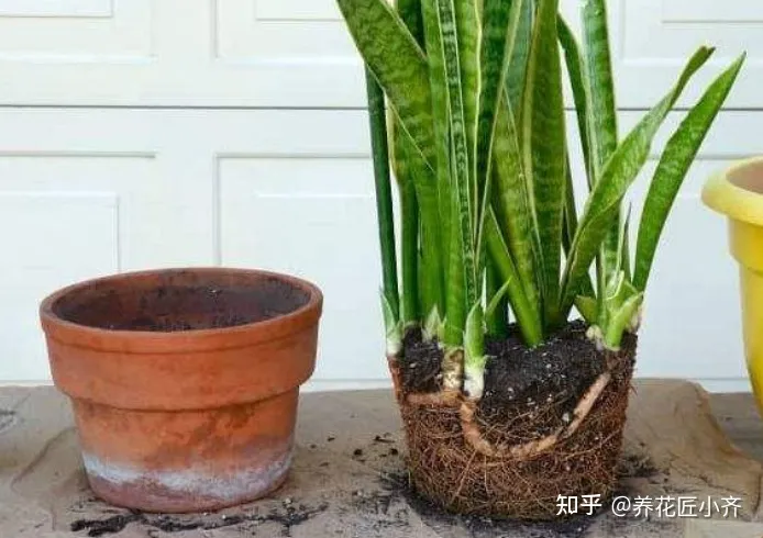 冬天浇花也要浇透吗?，冬天浇花管不住手，教你2个“笨办法”，让你养花不烂根