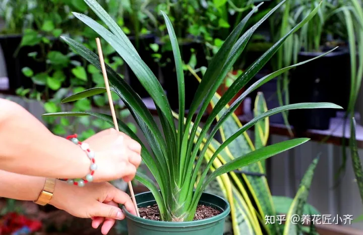 冬天浇花也要浇透吗?，冬天浇花管不住手，教你2个“笨办法”，让你养花不烂根