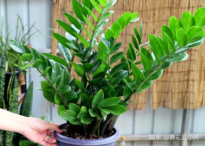 冬天浇花也要浇透吗?，冬天浇花管不住手，教你2个“笨办法”，让你养花不烂根