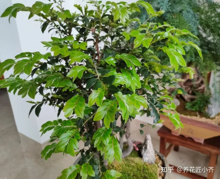 冬天浇花也要浇透吗?，冬天浇花管不住手，教你2个“笨办法”，让你养花不烂根