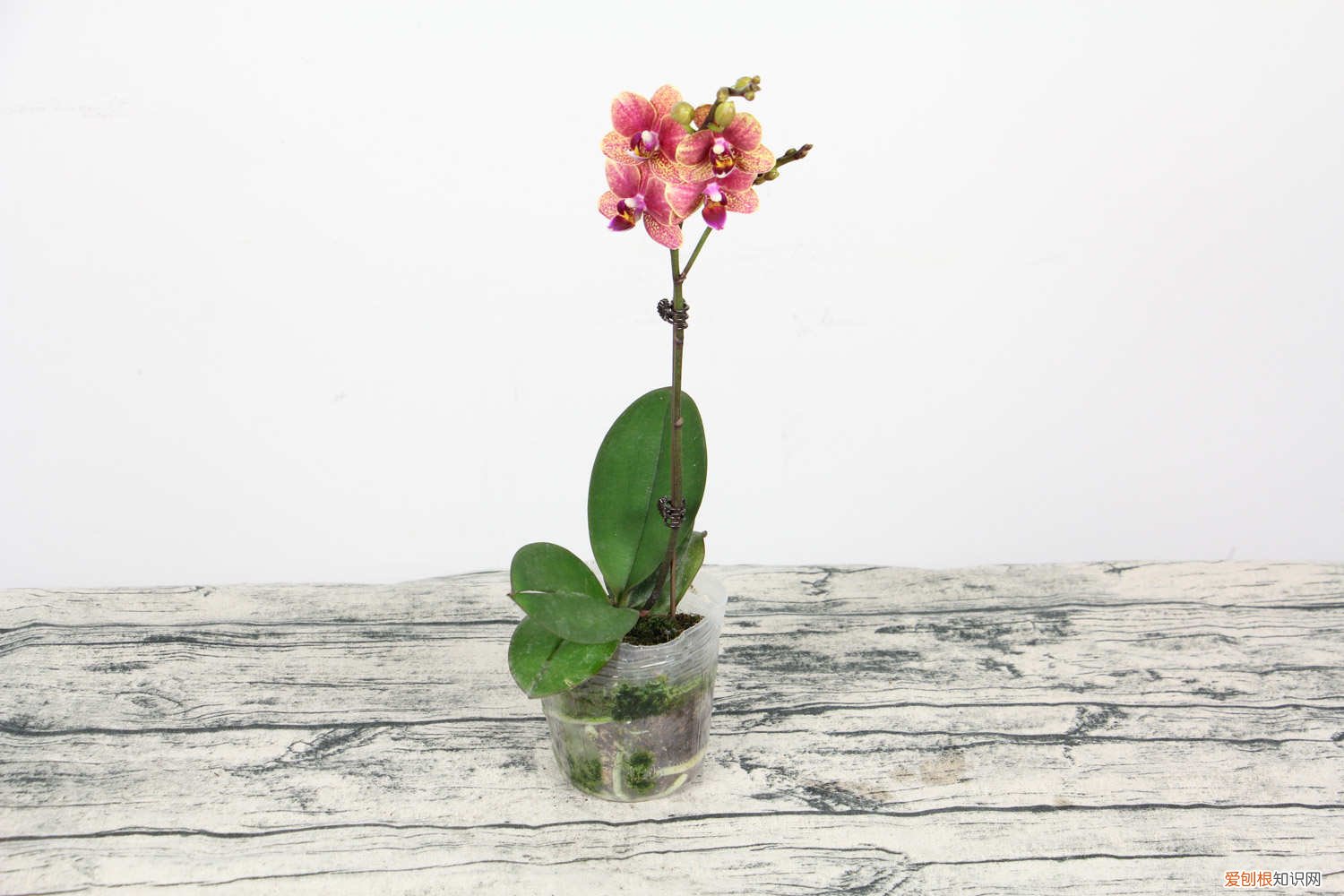 新买蝴蝶兰怎么换盆 蝴蝶兰怎么换盆