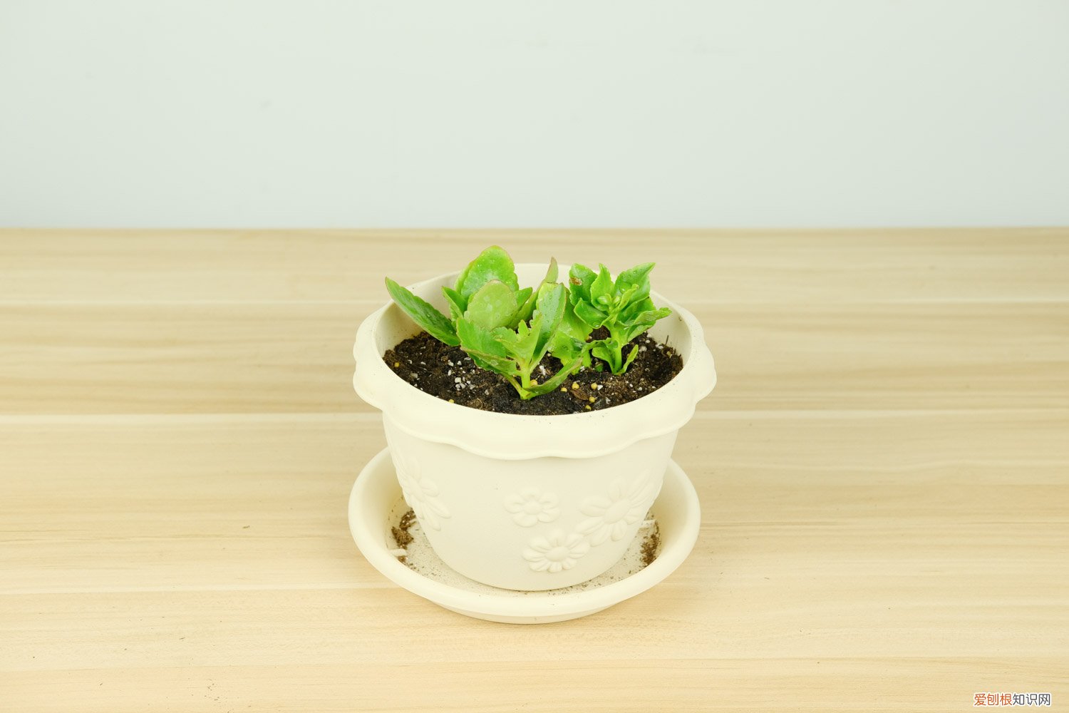 长寿花怎么养开花不断 “长寿花”总是开不旺?是你没用对方法,试试这“3招”,花冒满盆开不断