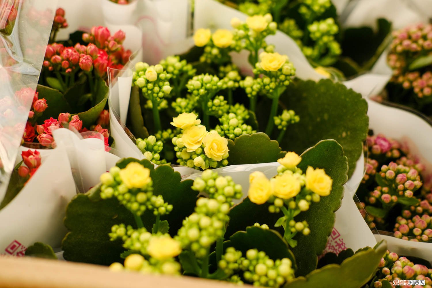 长寿花怎么养开花不断 “长寿花”总是开不旺?是你没用对方法,试试这“3招”,花冒满盆开不断