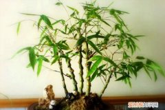 客厅最旺宅的大型植物幸福树的养 这“4种”幸运树，养一盆在客厅，生活好运当头，元气满满