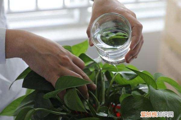 这“3种”绿植最爱“喝酒”，叶子上洒一点，浑身油光锃亮！