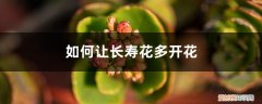 冬天长寿花开花吗 “长寿花”冬天开花少？教你这“4招”，花骨朵蹿得拦不住