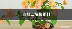 地栽三角梅的养殖方法和注意事项 养“三角梅”，就用这“3种”天然肥，挖洞埋土里效果好！