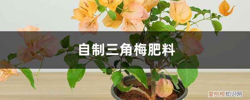 地栽三角梅的养殖方法和注意事项 养“三角梅”,就用这“3种”天然肥,挖洞埋土里效果好!