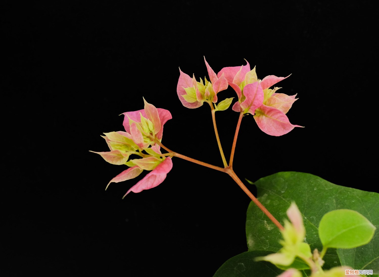 地栽三角梅的养殖方法和注意事项 养“三角梅”,就用这“3种”天然肥,挖洞埋土里效果好!