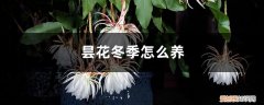 昙花冬季种植注意事项 昙花冬季怎么养