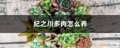 多肉植物纪之川的养殖方法 纪之川多肉怎么养