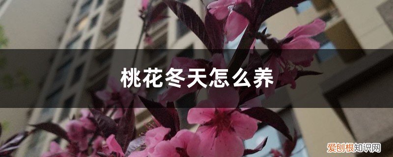 桃花冬天落叶吗 桃花冬天怎么养