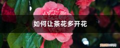 茶花在花期时注意什么 养“茶花”时，仔细注意这“3点”，花期开花开满枝，赛过牡丹