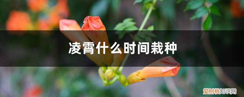 凌霄花什么时候栽 凌霄什么时间栽种