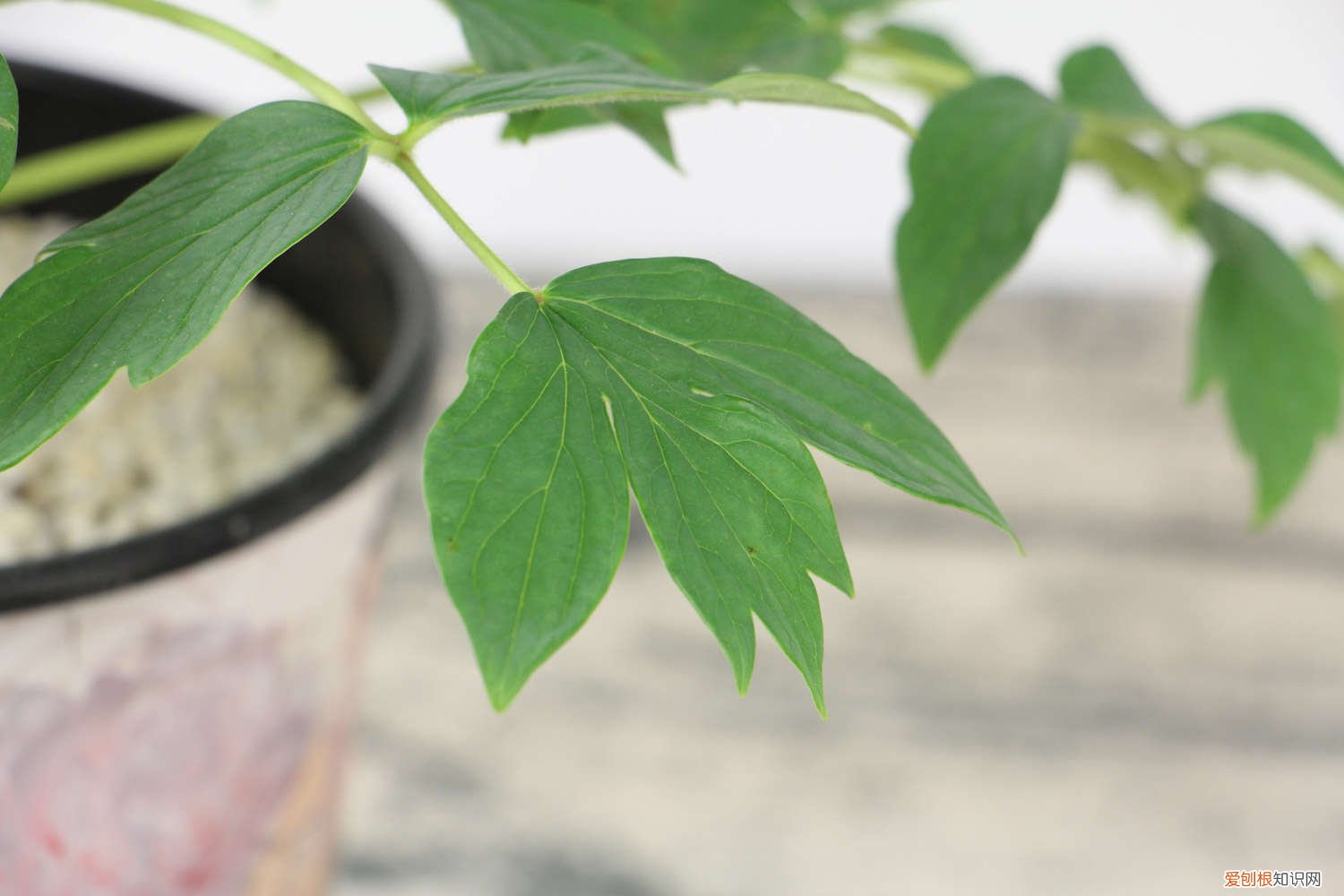 牡丹花啥时候施肥好 牡丹花什么时候施肥好