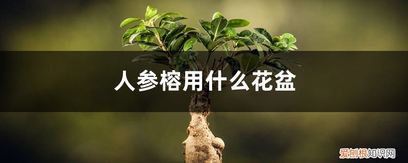 人参榕适合用什么花盆 人参榕用什么花盆