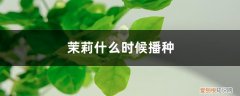 茉莉播种后一般几天开花 茉莉什么时候播种