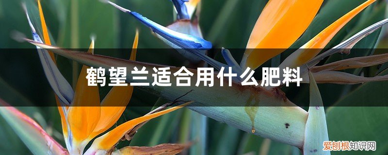 鹤望兰适合用什么肥料 鹤望兰适合用什么肥料