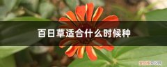 百日草适合什么时候种植最好 百日草适合什么时候种