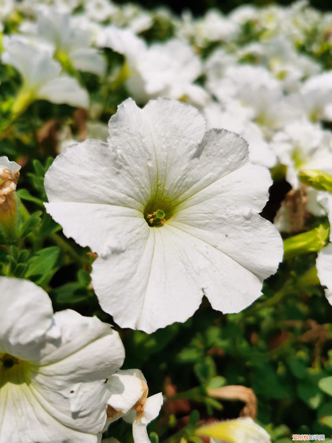 矮牵牛花冬季开花吗 矮牵牛在什么季节开花