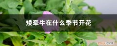 矮牵牛花冬季开花吗 矮牵牛在什么季节开花