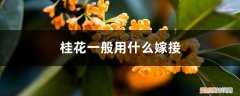 桂花用什么嫁接好 桂花一般用什么嫁接