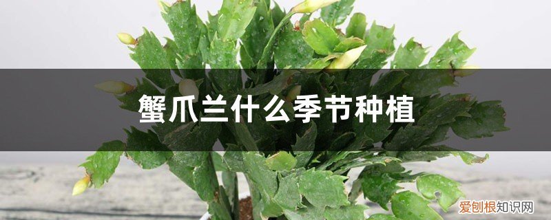 蟹爪兰怎么栽培什么时候栽培 蟹爪兰什么季节种植