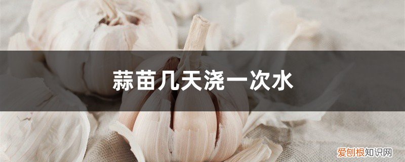 蒜苗几天浇一次水几天发芽 蒜苗几天浇一次水