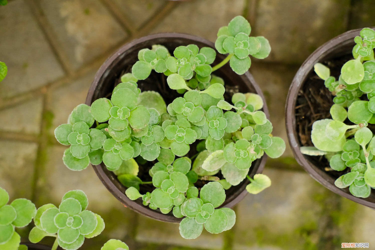 碰碰香过冬温度 碰碰香怎么过冬