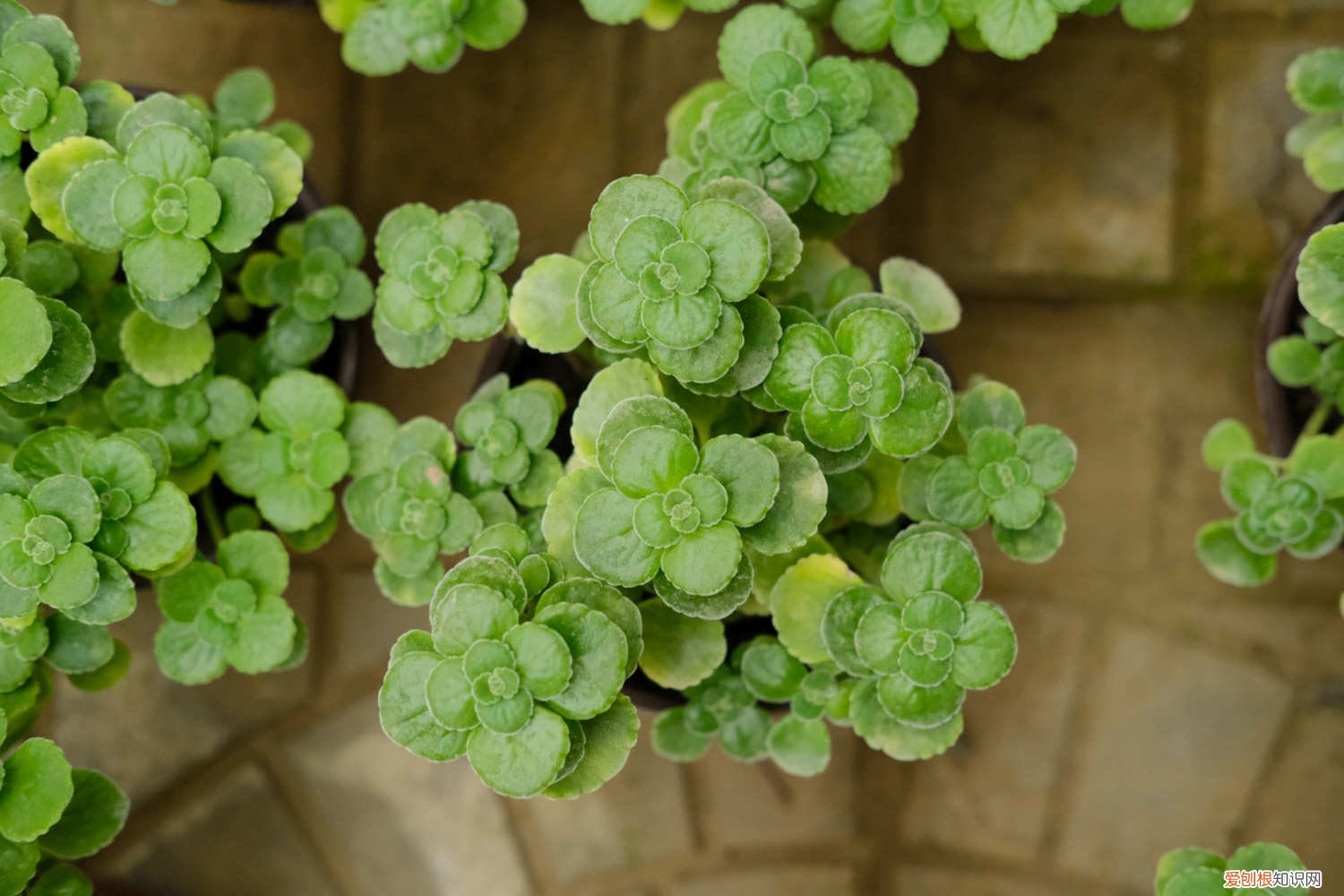 碰碰香过冬温度 碰碰香怎么过冬