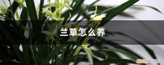 兰草怎么养怎么施肥 兰草怎么养