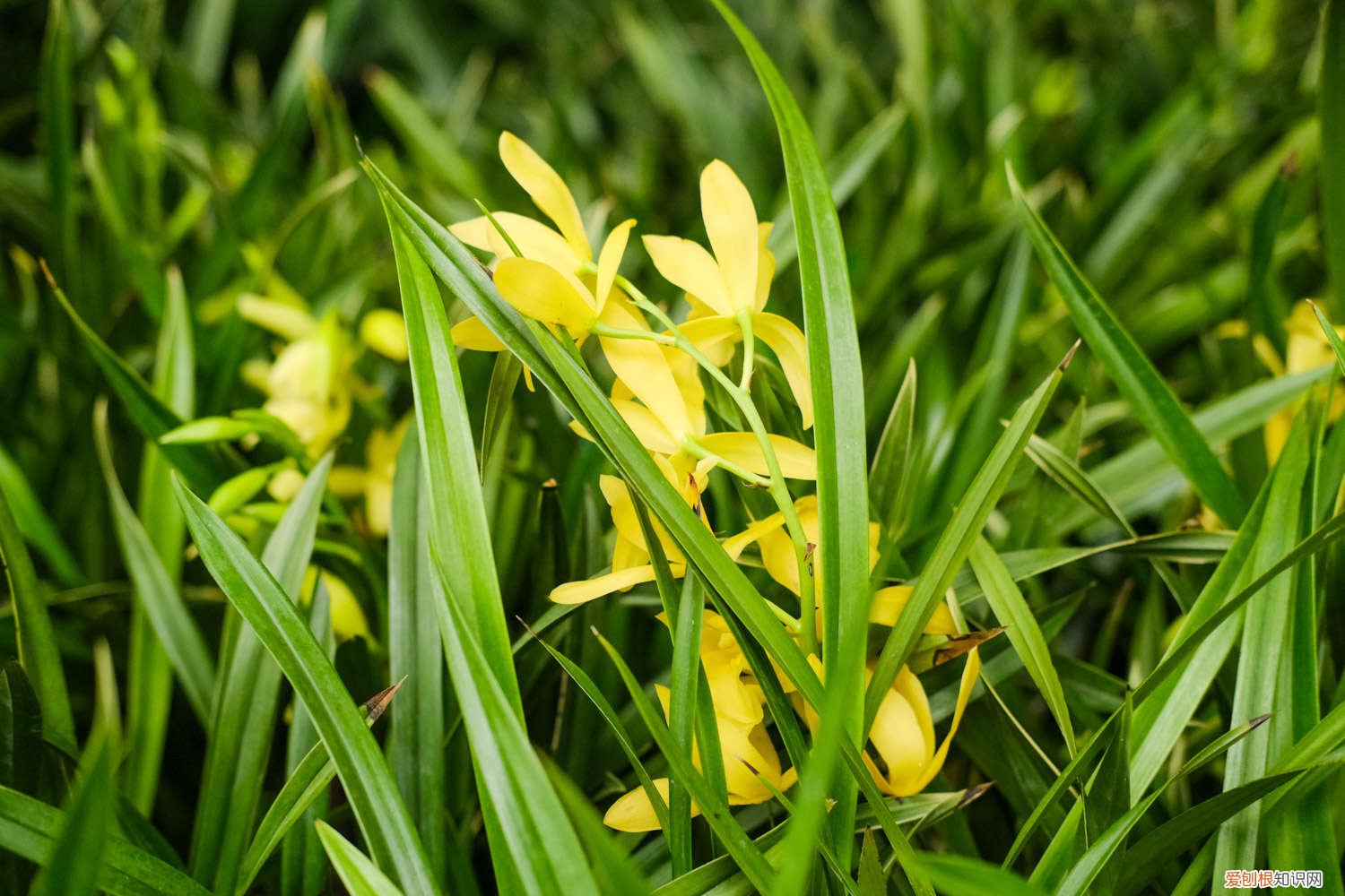 兰草怎么养怎么施肥 兰草怎么养