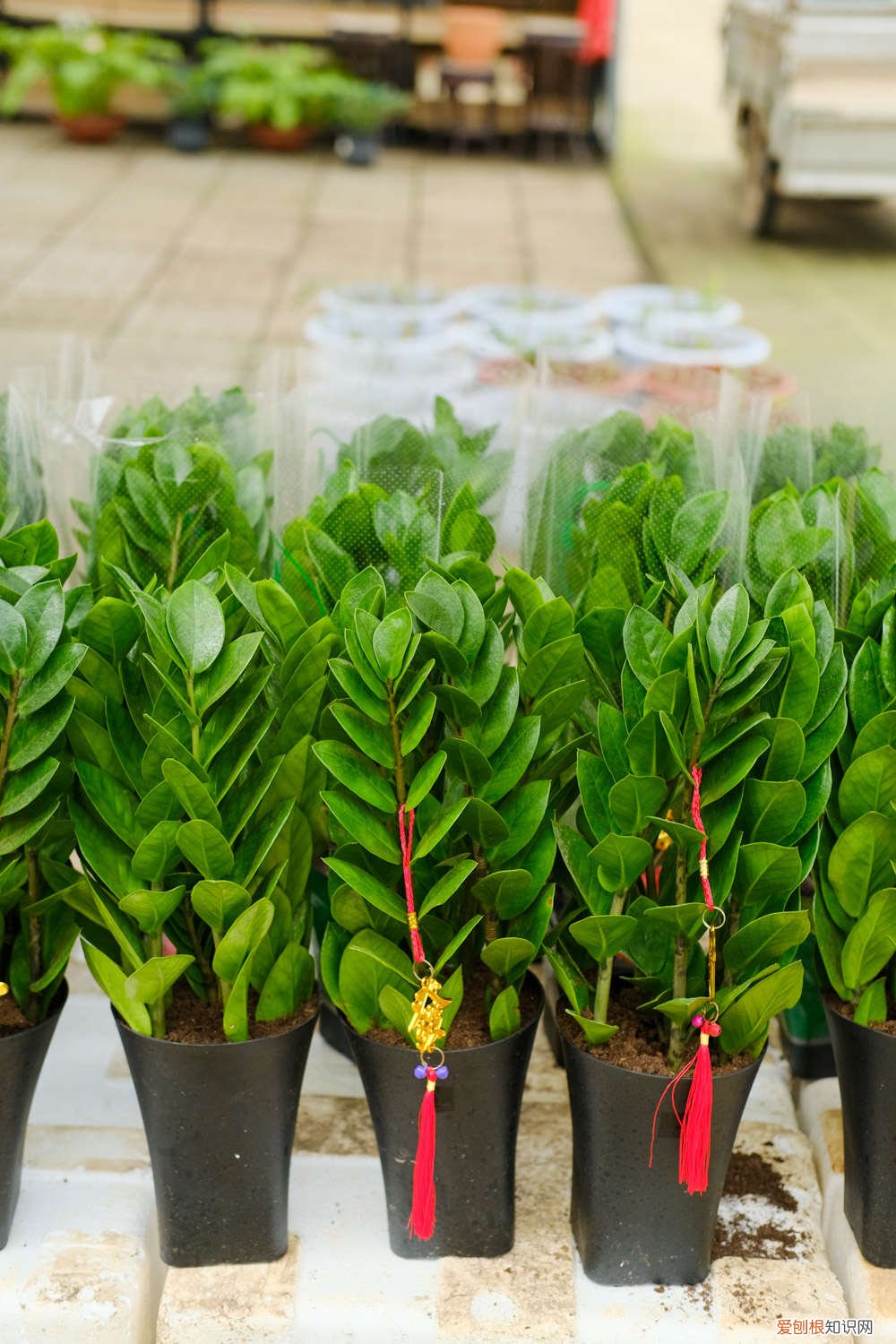 金钱树怎么养才能茂盛 金钱树的养殖方法,怎么样才茂盛