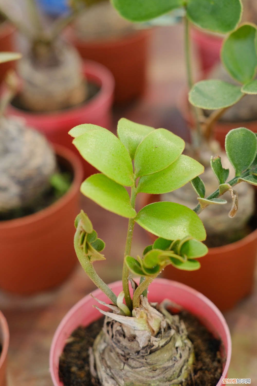 金钱树怎么养才能茂盛 金钱树的养殖方法,怎么样才茂盛