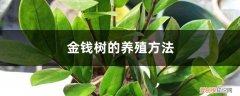 金钱树怎么养才能茂盛 金钱树的养殖方法，怎么样才茂盛