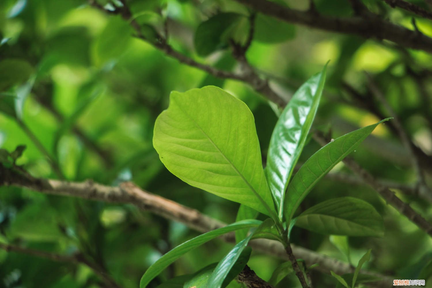 栀子花冬季怎么养?除了浇水施肥外,有几点需要注意 栀子花冬季怎么养