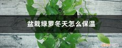 冬天来了绿萝怎么养 盆栽绿萝冬天怎么保温