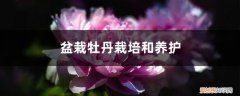 牡丹的盆栽培技术与管理 盆栽牡丹栽培和养护