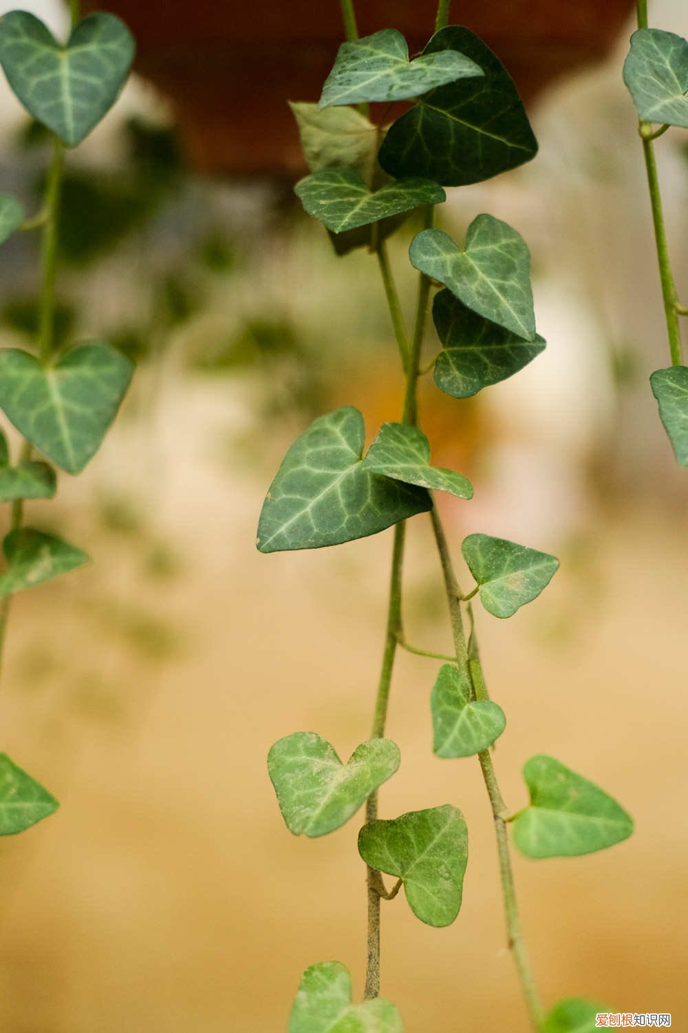 常春藤夏季养护 常春藤夏季怎么养